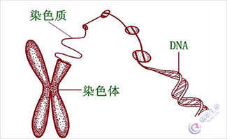 深圳一男子因染色体异常，赴泰国试管婴儿成功怀孕