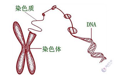 染色体异常