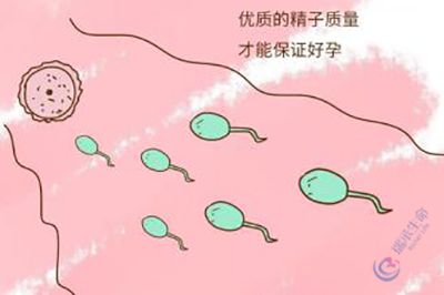 优质精子保证好孕