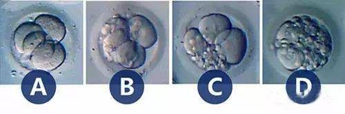 胚胎质量.jpg