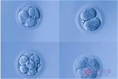 囊胚，发育潜能是关键！试管婴儿到底要不要养囊？