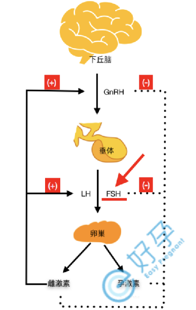 性激素六项第 1 项升高对卵巢有影响吗？