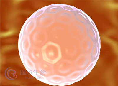 囊胚1.jpg