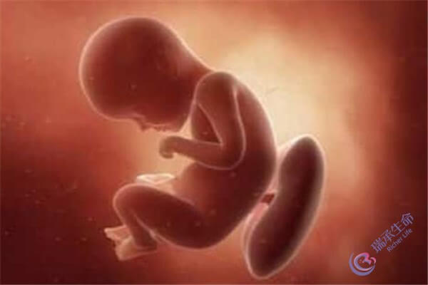 决定试管婴儿胚胎着床率的4个因素
