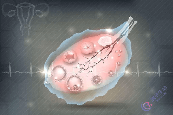 试管备孕卵泡少卵子质量就差？成功率就低？