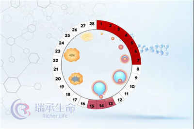 做试管婴儿，为什么要查窦卵泡？