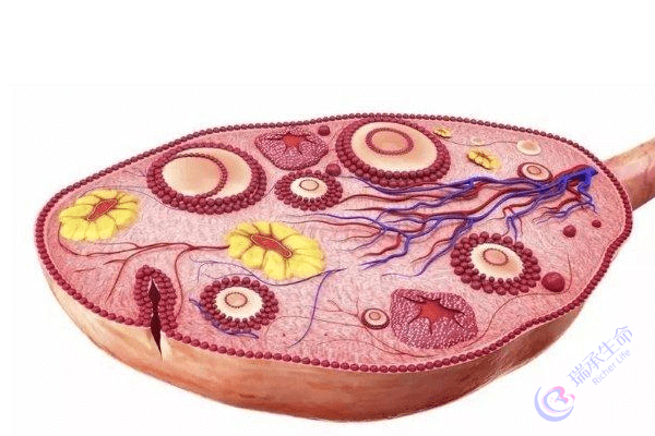 卵泡发育不良的表现是什么能不能试管婴儿助孕？