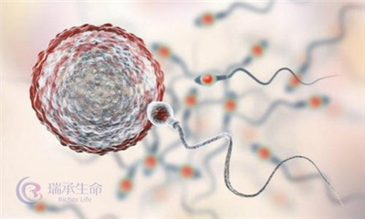 男性的精子畸形率高会对胚胎造成不好的影响？