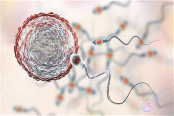 男性的精子畸形率高会对胚胎造成不好的影响？