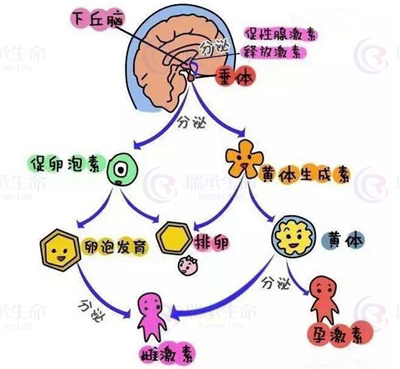 听说多囊卵巢综合征姐妹卵子质量差容易流产？