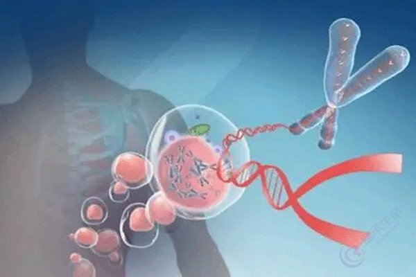 染色体平衡易位 试管健康优生之成功率解析