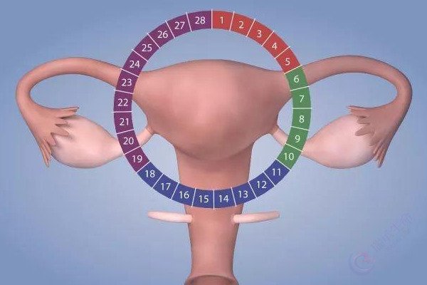 子宫内膜的厚与薄，对试管婴儿成功率有什么影响？