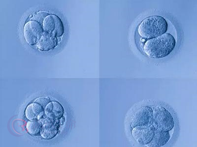 什么等级的胚胎更容易通过试管婴儿基因检测