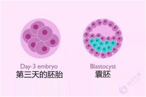 做试管婴儿为什么说囊胚比早期胚胎要好？