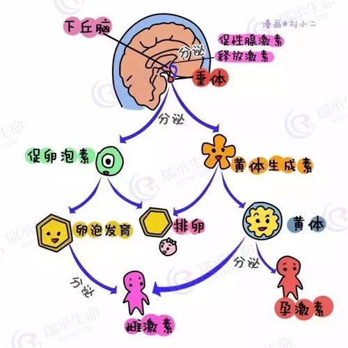 试管婴儿促排卵药物要持续多长时间？