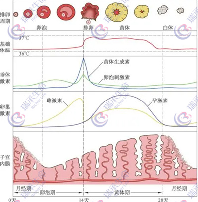 女性子宫腺肌症，做试管婴儿要用什么方案？