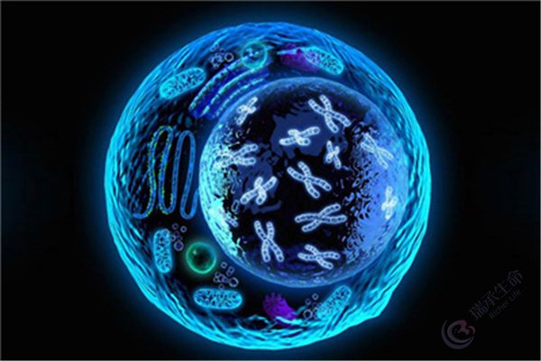 胚胎染色体突变是怎么回事？做试管可以预防吗？