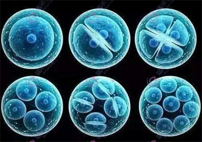 做试管婴儿：从4方面提高胚胎的质量，助好孕优生