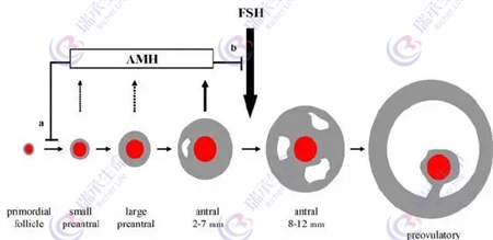 试管周期中：FSH和卵巢功能存在什么样的关系？