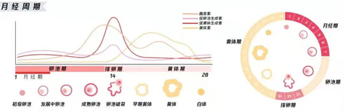 胚胎移植前，检查到孕酮高被取消移植！为什么