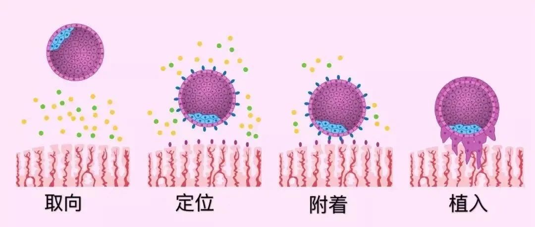 分析卵泡发育不良的5个因素，3步提升试管成功率