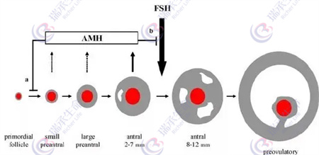 做试管婴儿FSH越低越好，还是越高越好？