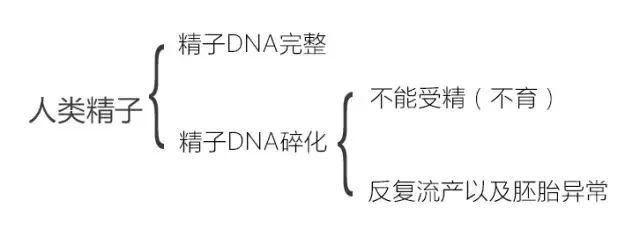 什么情况下需要检查精子DNA碎片率？
