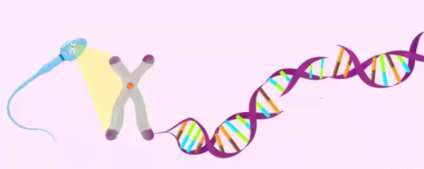 什么情况下需要检查精子DNA碎片率？