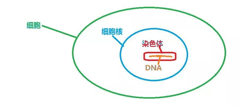 什么情况下需要检查精子DNA碎片率？