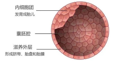 评分较低的胚胎是该继续移植还是攒胚胎？