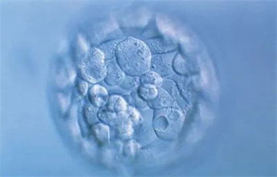 为何有些姐妹的促排取卵很多，养成的囊胚却很少？