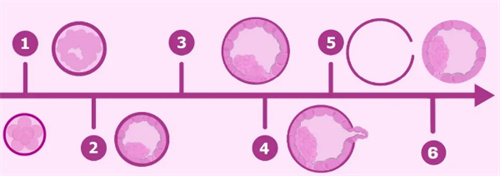 试管婴儿科普：囊胚级别和PGS通过率有关系吗？