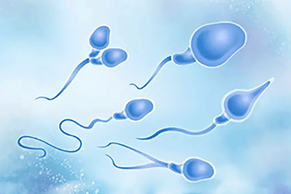 精子畸形和不育有什么关系？能通过试管婴儿生健康宝宝吗？