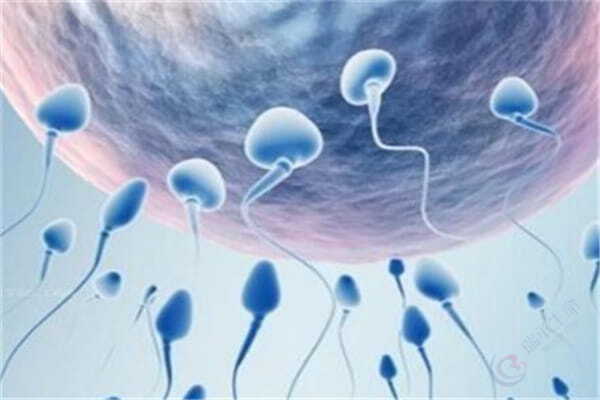 提高试管婴儿成功率，从提高精子和卵子质量开始