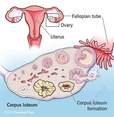 女性患有卵巢囊肿做试管婴儿还能成功怀孕吗？