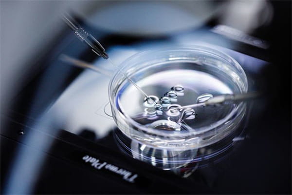 胚胎质量的关键密码：解锁好“种”的秘密，提升试管婴儿囊胚质量