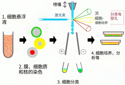 多次胎停或生化，注意淋巴细胞亚群！免疫失衡或是“罪魁祸首”