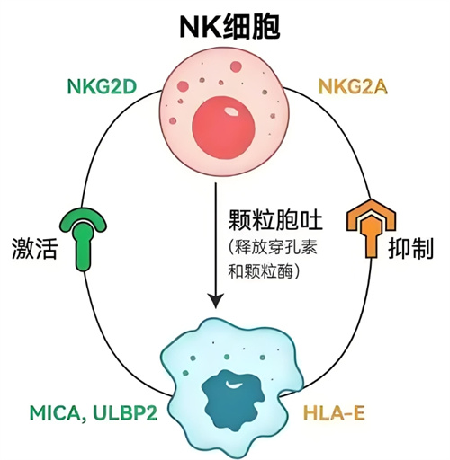 多次胎停或生化，注意淋巴细胞亚群！免疫失衡或是“罪魁祸首”