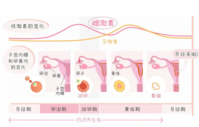 自然怀孕生化妊娠后，何时开启试管周期？