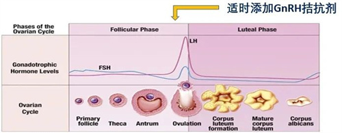 做试管婴儿促排卵前，为何要先降调？其作用是什么？