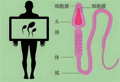 为什么取出了很多卵子，却配不成胚胎是怎么回事？