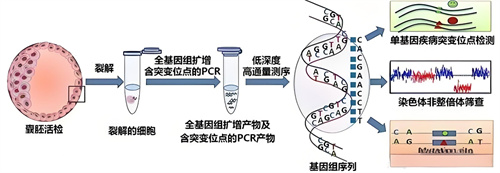 导致卵子染色体异常的原因有哪些？做第三代试管婴儿优势何在？