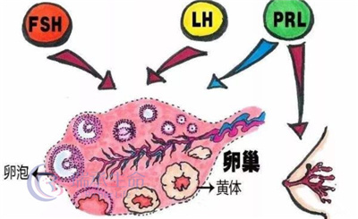 试管促排取卵：女性体内激素水平的动态变化探秘