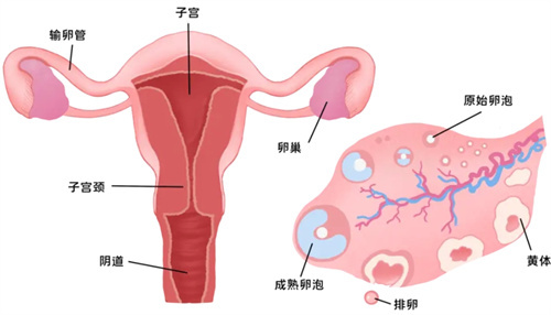 排卵时间提前，竟会波及卵子质量？一招教你强力养护卵泡！