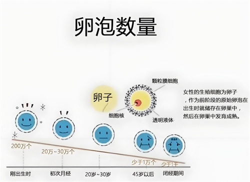 年龄对女性生育能力有多大影响？做试管如何帮助高龄女性实现生育梦想?