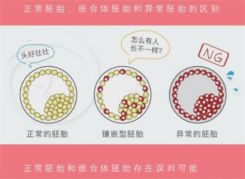 做试管婴儿，嵌合体胚胎移植的成功率高不高？