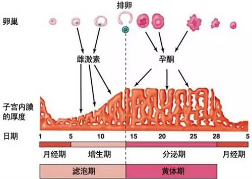 哪些因素会影响试管婴儿的胚胎着床率？