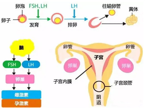 做试管促排用药：会发胖吗？是提前消耗卵巢卵子吗？