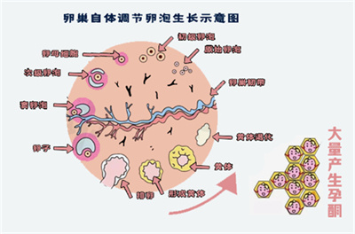 高龄女性在试管前服用辅酶Q10有什么好处？