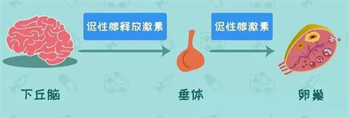 因内分泌失调导致的不孕可做三代试管吗？
